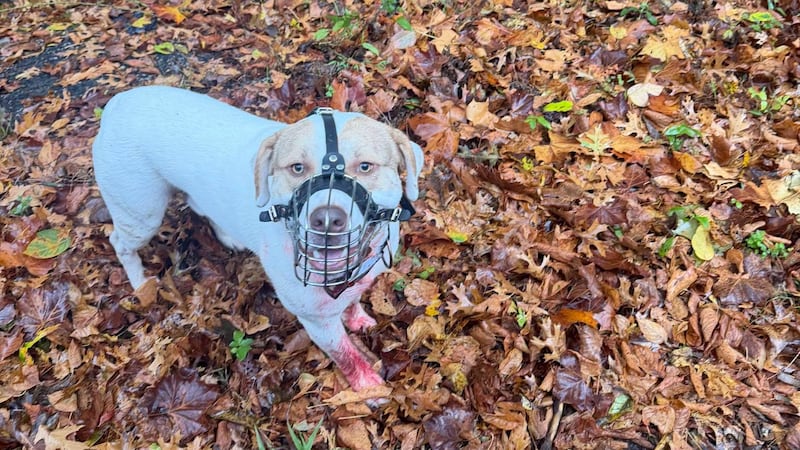 Man booked on $300,000 bond after dog found with gunshot wound, wire muzzle in Tennessee