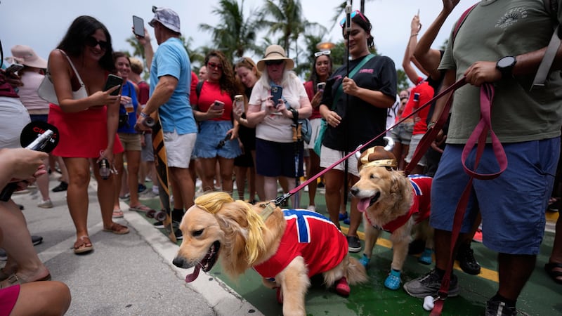 A pair of dogs wear Norway's flag, a Viking helmet and a blond ponytail hairpiece suggestive...