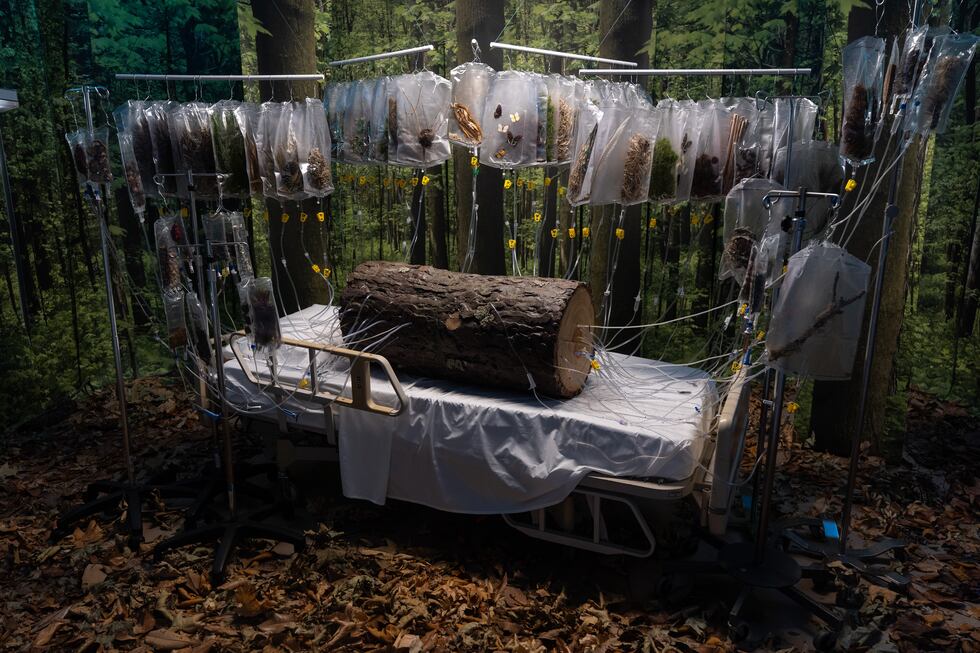 Instalación de la artista Michelle Lougee titulada "La Transfusión" en el "Hospital de las...