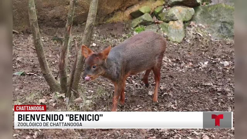 Zoológico de Chattanooga le da la bienvenida al Pudú