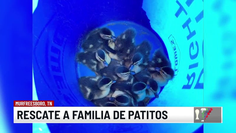 Policía de Murfreesboro rescata a once patitos atrapados en el drenaje