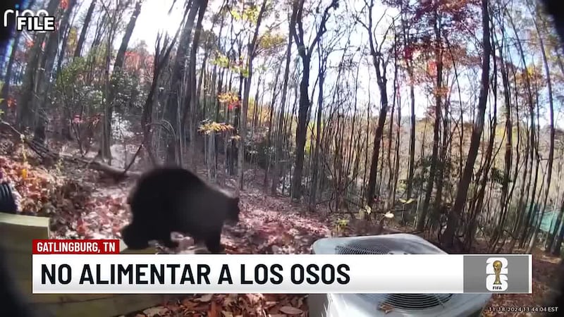 Será delito a quien alimente o deje intencionalmente comida para los osos negros en Tennessee