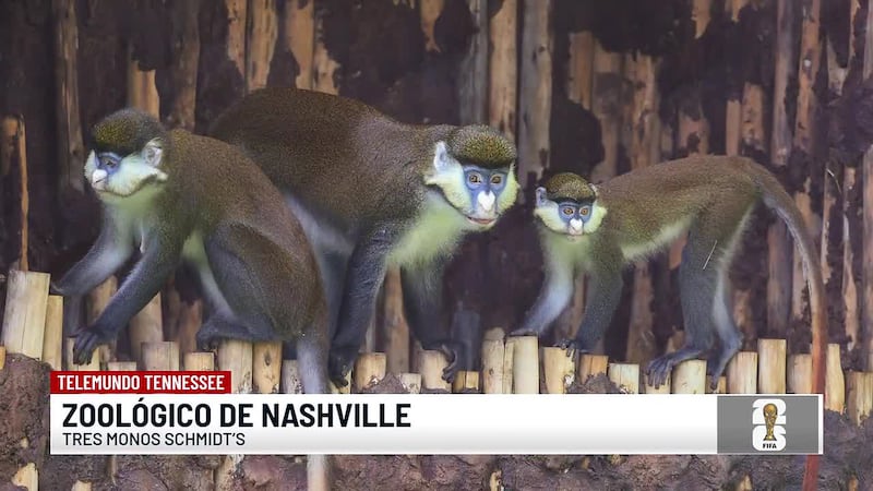 Zoológico de Nashville le da la bienvenida a sus nuevos inquilinos
