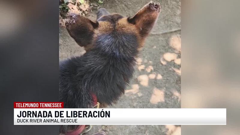Rescatan animales en condiciones deplorables en el condado de Hickman